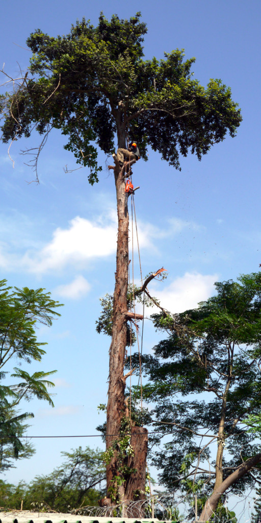 Each branch secured with 2 ropes