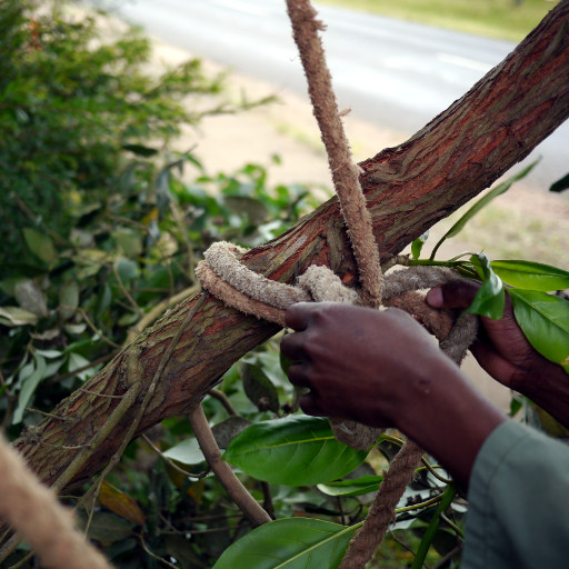 Tying a branch