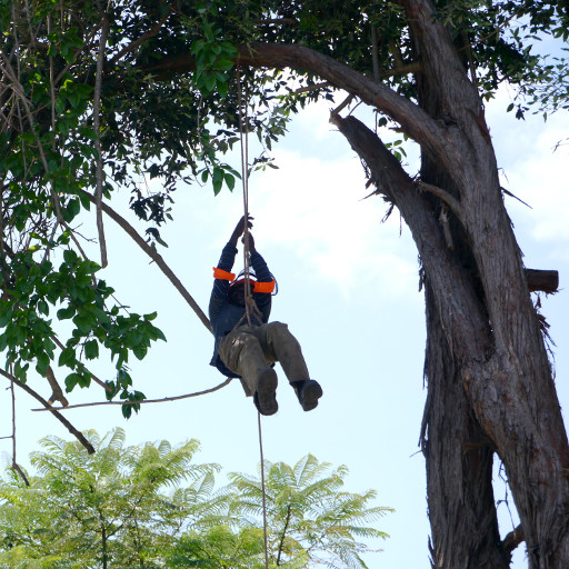 Each branch secured with 2 ropes