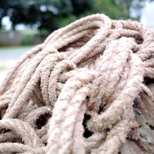 Each branch secured with 2 ropes